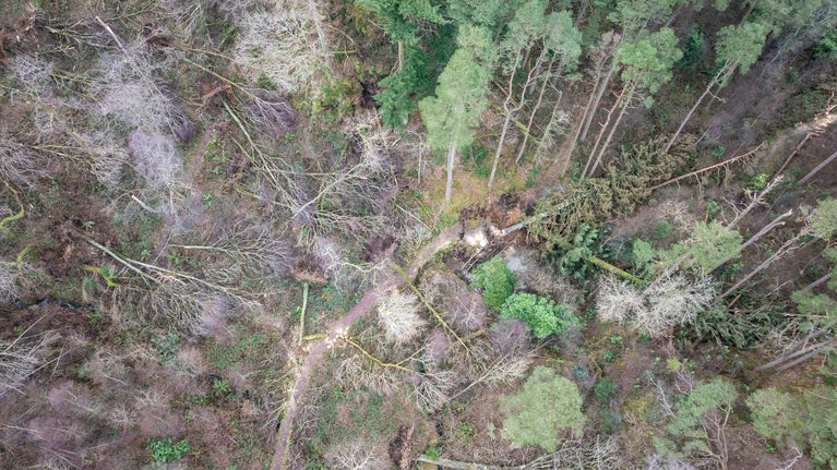 Coed wedi disgyn yng Nghraflwyn, Beddgelert ar ôl Storm Darragh